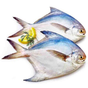 Katch Fresh White Pomfret/ Vellai vavval